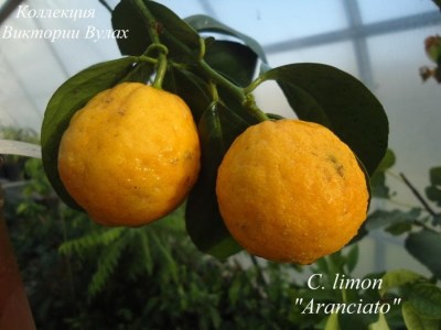 C. limon ranciato